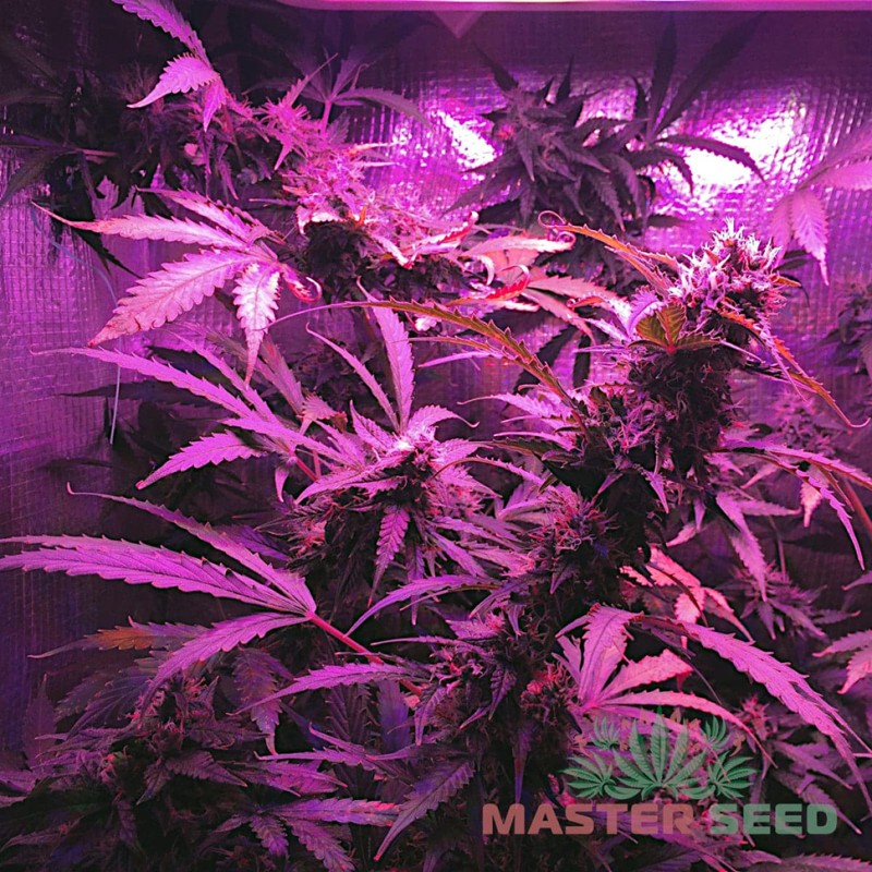 Auto Lowryder 2 feminised Master Seed