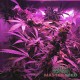 Auto Lowryder 2 feminised Master Seed