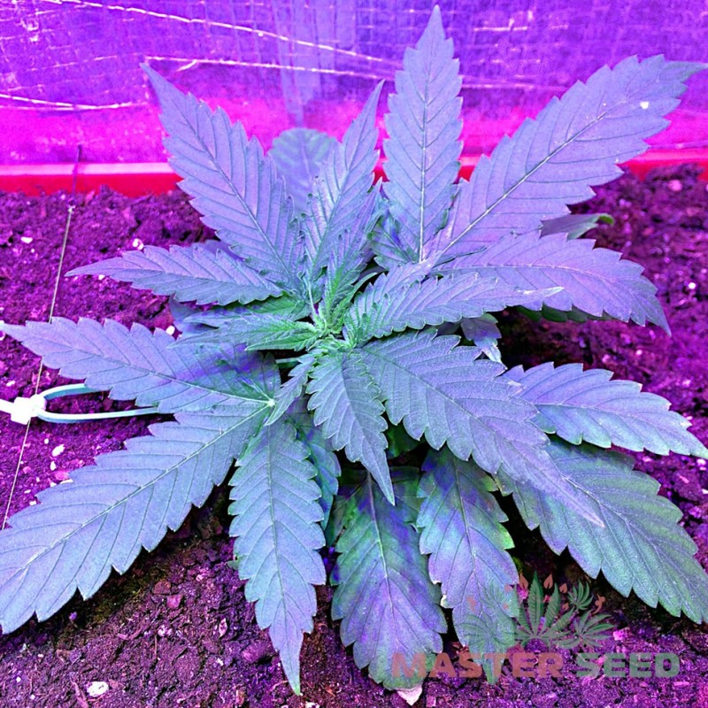Auto Lowryder 2 feminised Master Seed
