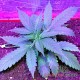 Auto Lowryder 2 feminised Master Seed