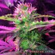 Auto Lowryder 2 feminised Master Seed