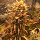 Auto Brooklyn Sunrise feminised GanjaLiveSeeds