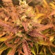 Auto Brooklyn Sunrise feminised GanjaLiveSeeds