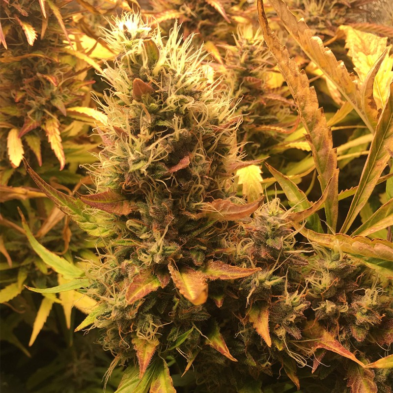 Auto Brooklyn Sunrise feminised GanjaLiveSeeds