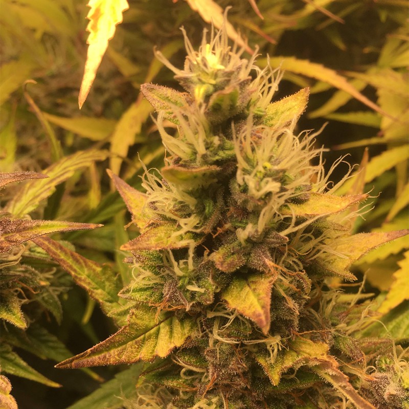 Auto Brooklyn Sunrise feminised GanjaLiveSeeds
