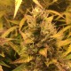Auto Brooklyn Sunrise feminised GanjaLiveSeeds