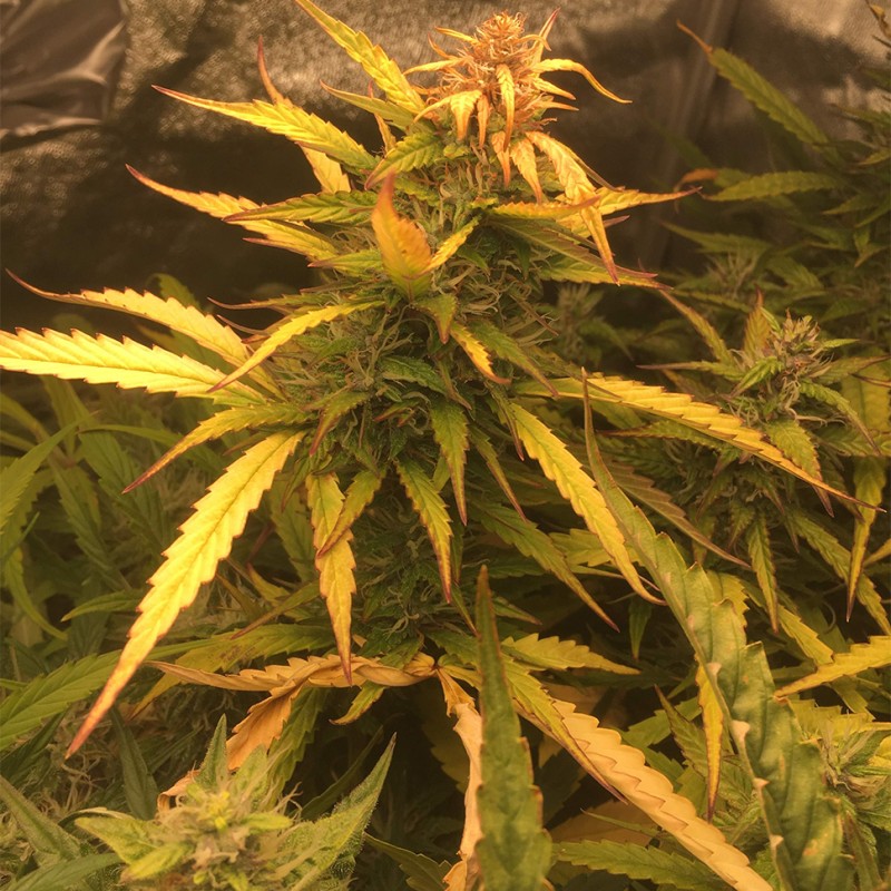 Auto Brooklyn Sunrise feminised GanjaLiveSeeds