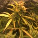 Auto Brooklyn Sunrise feminised GanjaLiveSeeds