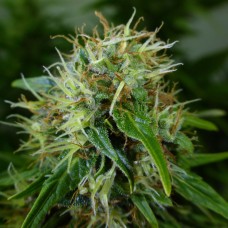 Auto Lowryder feminised GanjaLiveSeeds