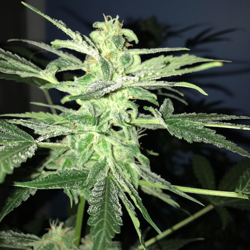 Auto Lowryder feminised GanjaLiveSeeds