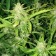 Auto Lowryder feminised GanjaLiveSeeds