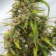 Auto Lowryder feminised GanjaLiveSeeds