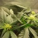 Auto Lowryder feminised GanjaLiveSeeds