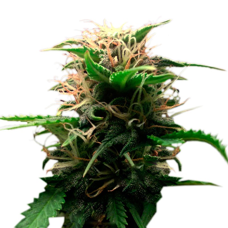 Auto Lowryder feminised GanjaLiveSeeds