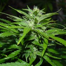 Auto Sour Diesel feminised GanjaLiveSeeds