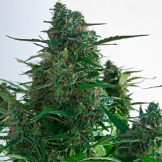 Auto Gagarin 2 feminised GanjaLiveSeeds