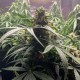 Auto Gagarin 2 feminised GanjaLiveSeeds