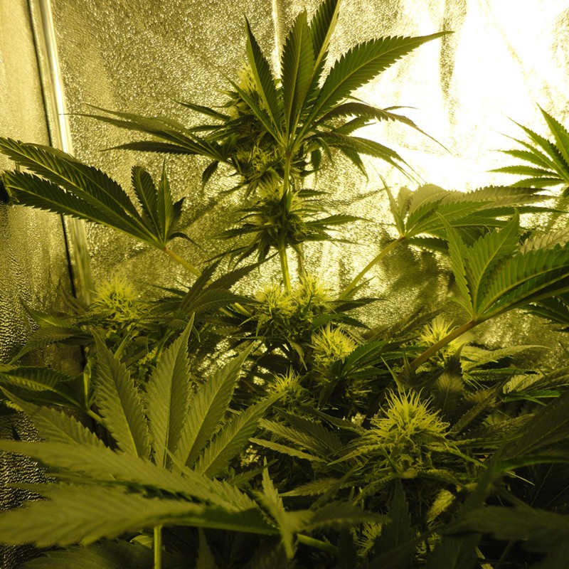 Auto Pineapple feminised Ganja Seeds - 777 насінин