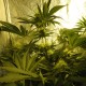 Auto Pineapple feminised Ganja Seeds - 777 насінин