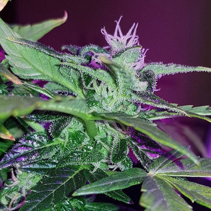 Auto Pineapple feminised Ganja Seeds - 777 насінин