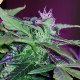Auto Pineapple feminised Ganja Seeds - 777 насінин