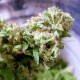Auto Pineapple feminised Ganja Seeds - 777 насінин
