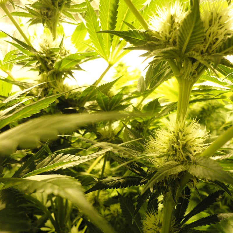 Auto Pineapple feminised Ganja Seeds - 777 насінин