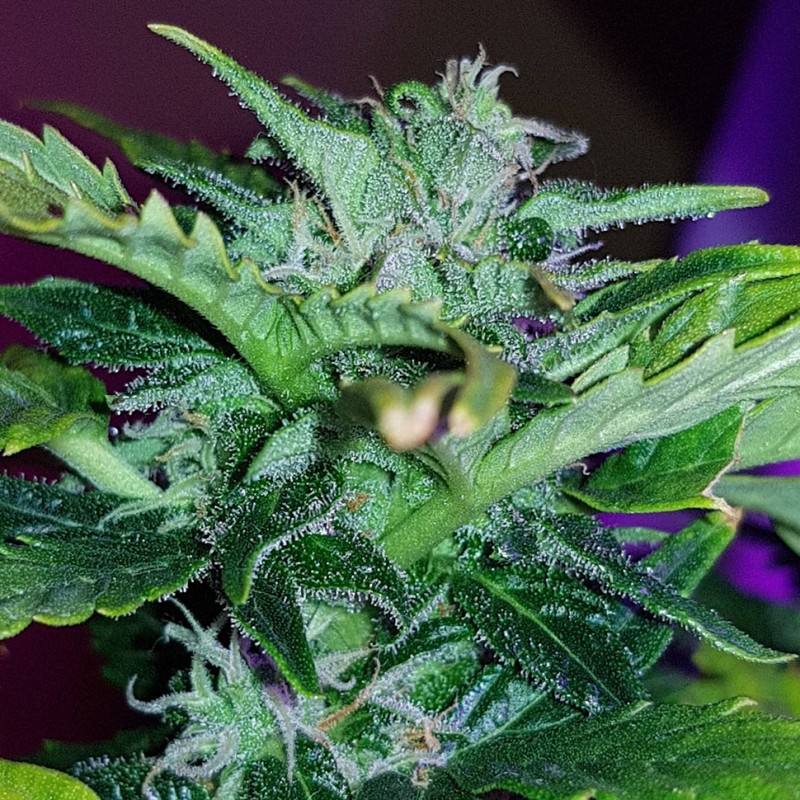 Auto Pineapple feminised Ganja Seeds - 777 насінин