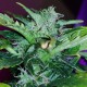 Auto Pineapple feminised Ganja Seeds - 777 насінин