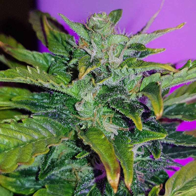 Auto Pineapple feminised Ganja Seeds - 777 насінин
