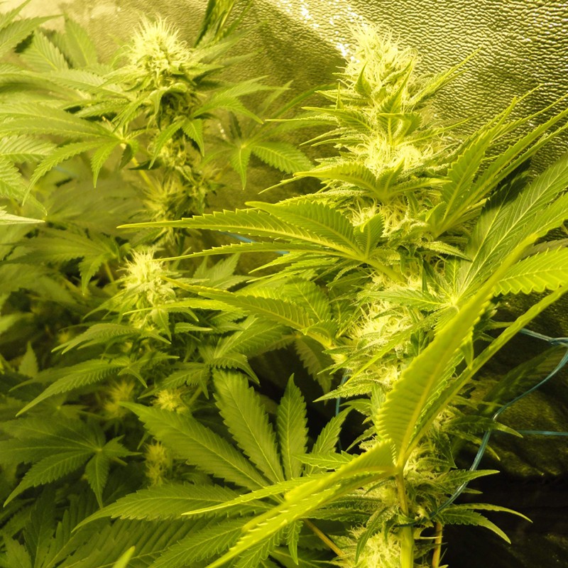 Auto Pineapple feminised Ganja Seeds - 777 насінин