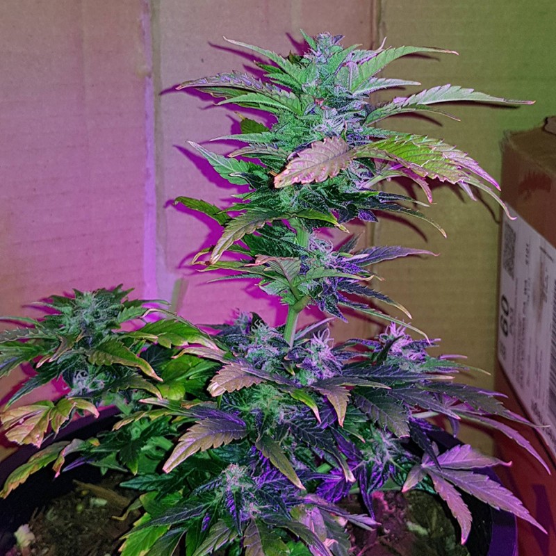 Auto Pineapple feminised Ganja Seeds - 777 насінин