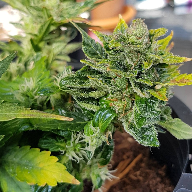 Auto Pineapple feminised Ganja Seeds - 777 насінин
