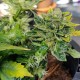 Auto Pineapple feminised Ganja Seeds - 777 насінин