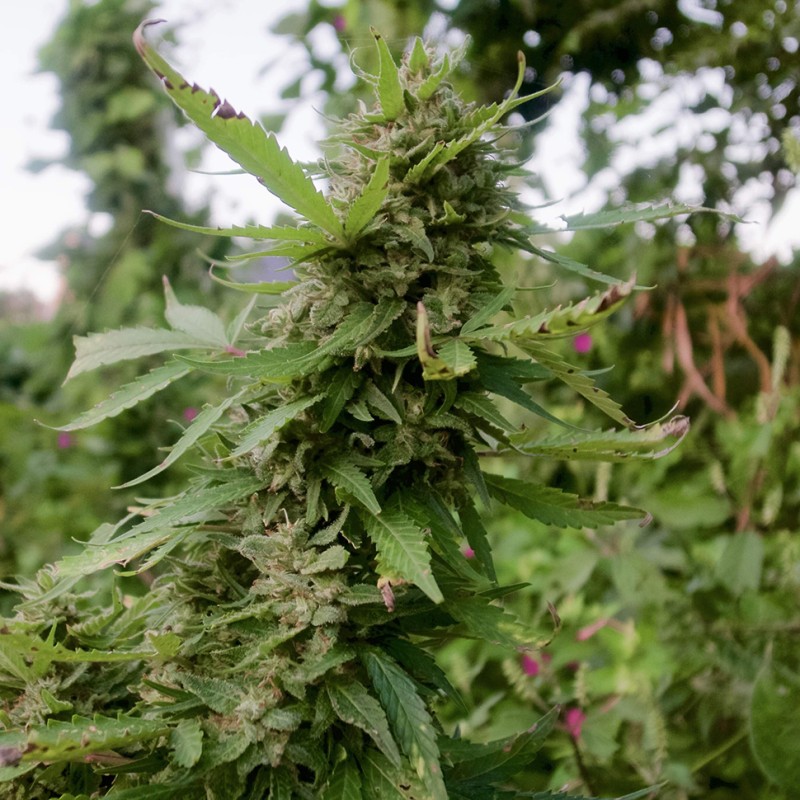 Auto Pineapple feminised Ganja Seeds - 777 насінин