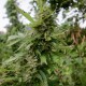 Auto Pineapple feminised Ganja Seeds - 777 насінин