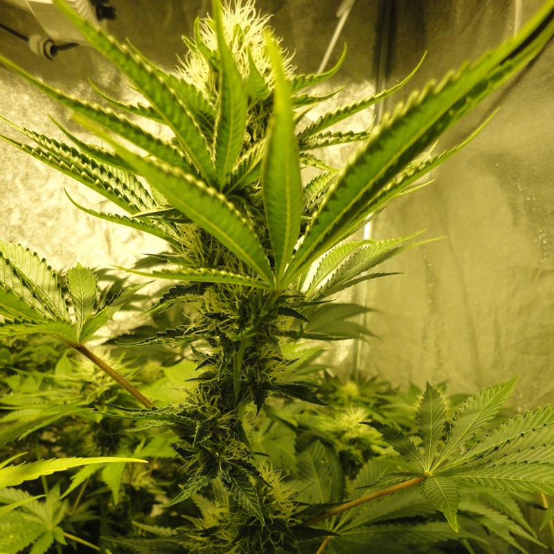 Auto Pineapple feminised Ganja Seeds - 777 насінин