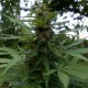 Auto Pineapple feminised Ganja Seeds - 777 насінин