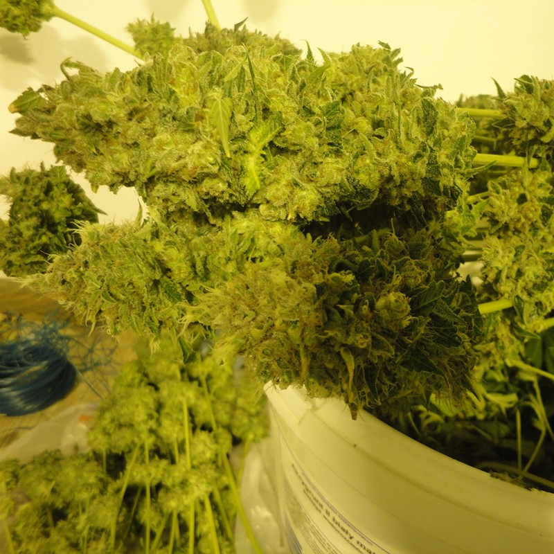 Auto Pineapple feminised Ganja Seeds - 777 насінин