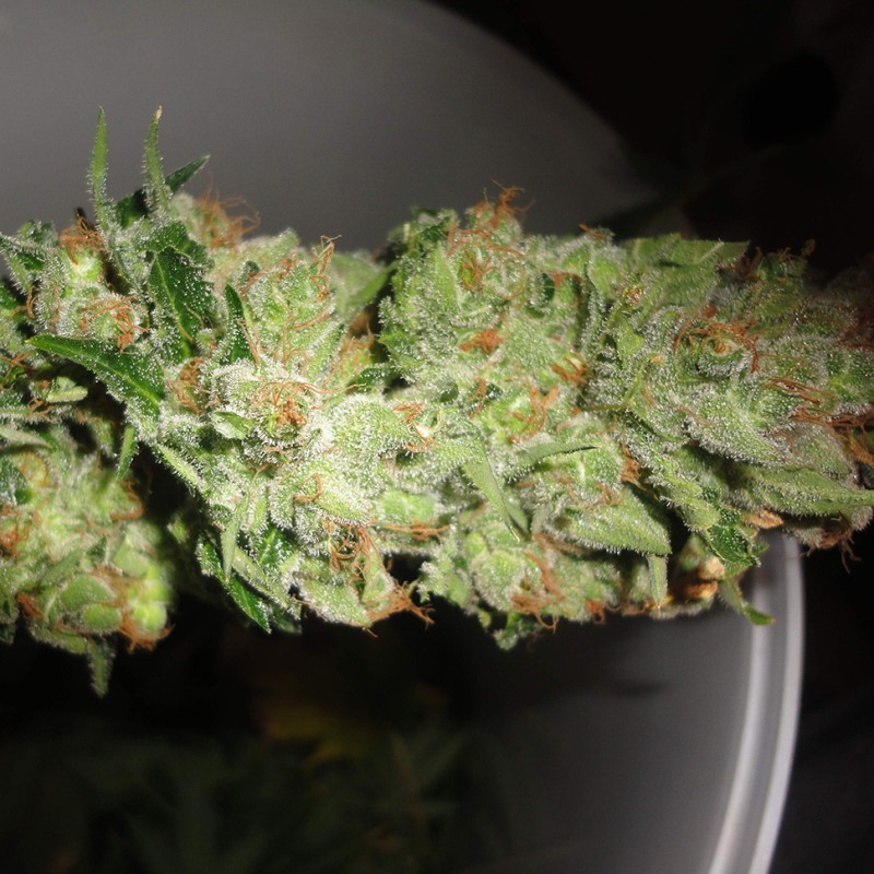 Auto Pineapple feminised Ganja Seeds - 777 насінин