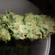 Auto Pineapple feminised Ganja Seeds - 777 насінин
