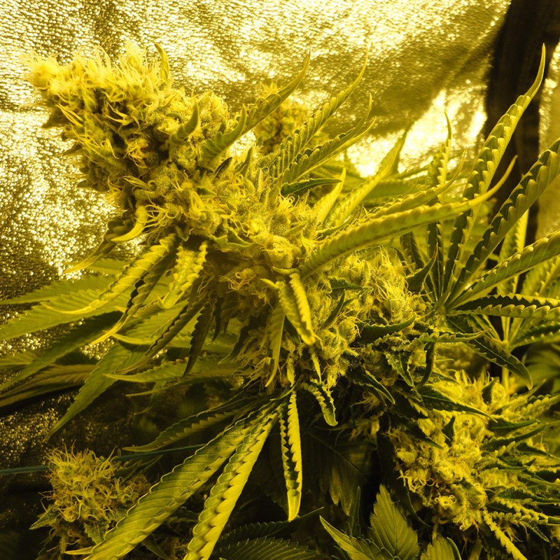 Auto Pineapple feminised Ganja Seeds - 777 насінин