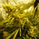 Auto Pineapple feminised Ganja Seeds - 777 насінин