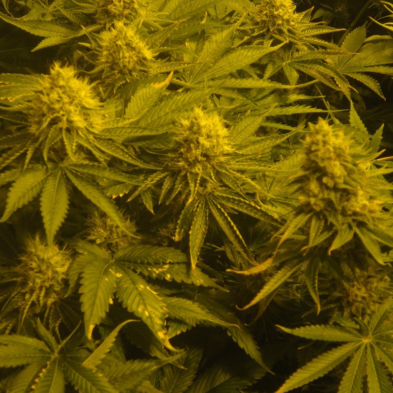 Auto Pineapple feminised Ganja Seeds - 777 насінин