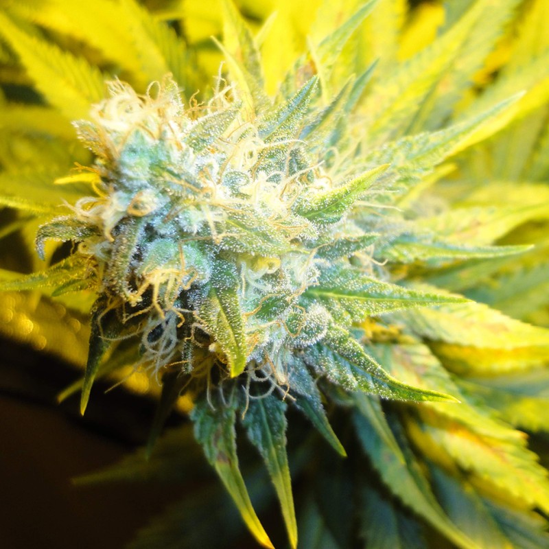 Auto Pineapple feminised Ganja Seeds - 777 насінин
