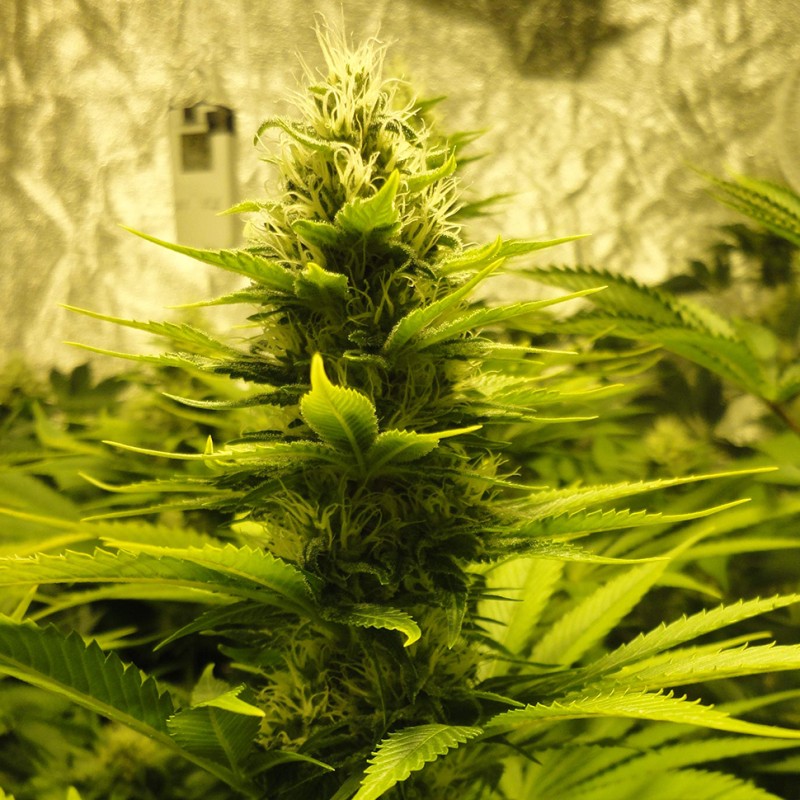 Auto Pineapple feminised Ganja Seeds - 777 насінин