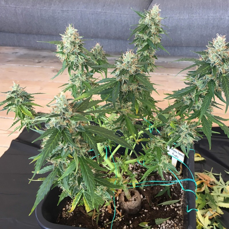 Auto Pineapple feminised Ganja Seeds - 777 насінин
