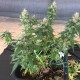 Auto Pineapple feminised Ganja Seeds - 777 насінин