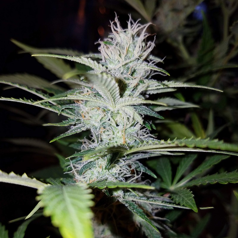Auto Pineapple feminised Ganja Seeds - 777 насінин
