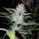 Auto Pineapple feminised Ganja Seeds - 777 насінин